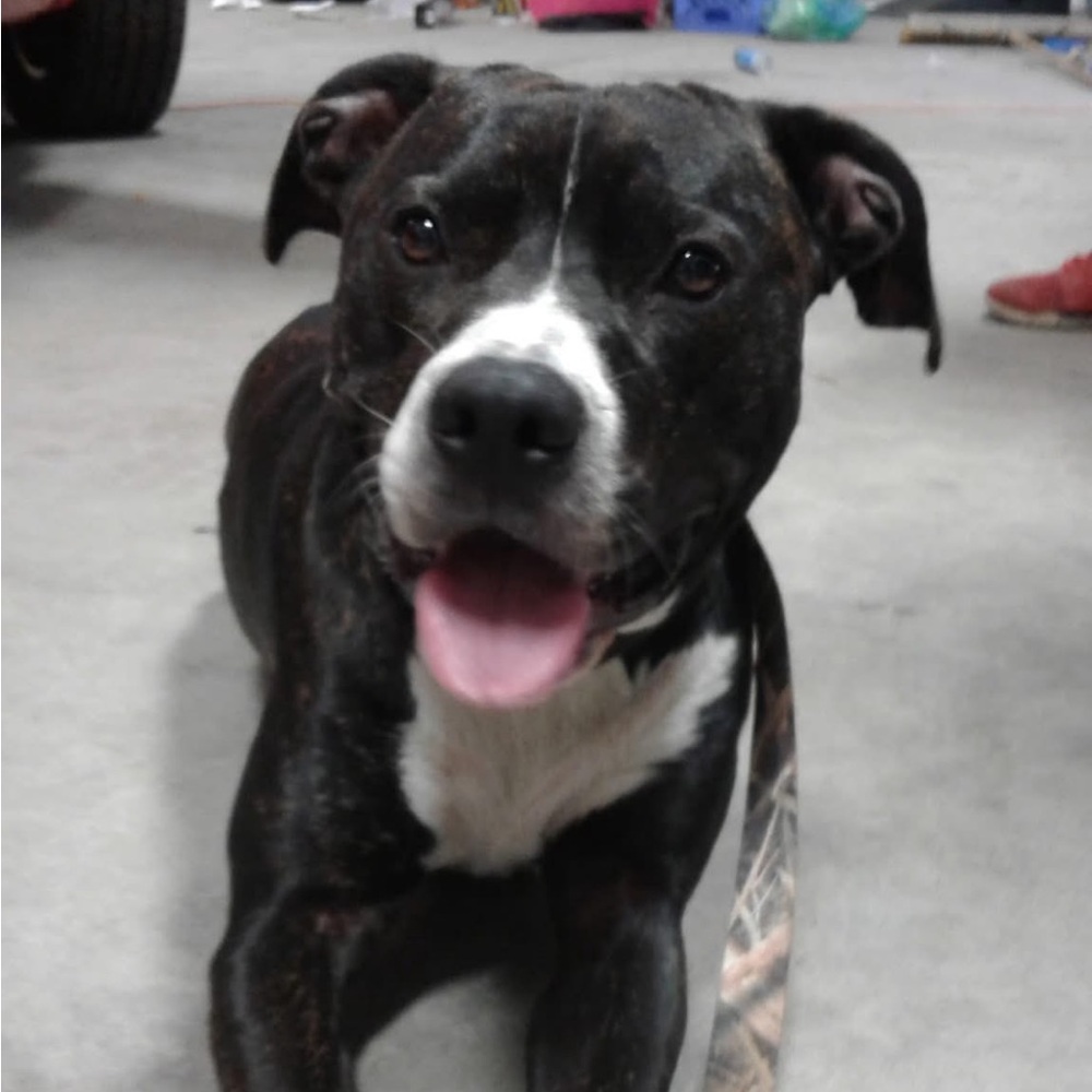 Meet your Posher, Des